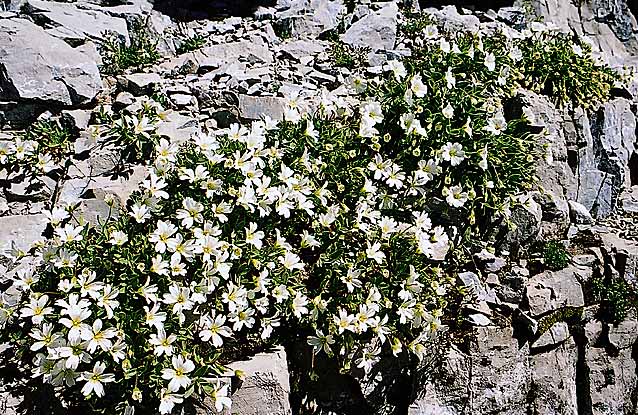 blumen