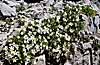 blumen